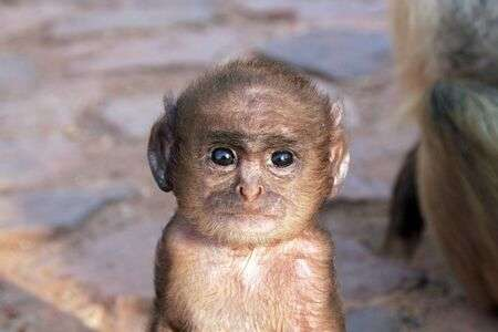 BananMonkManPS's tweet photo. @MattChewChews I Monkey J. Man, swear on Chimp Son's life. https://t.co/KSJAB4YKWC
