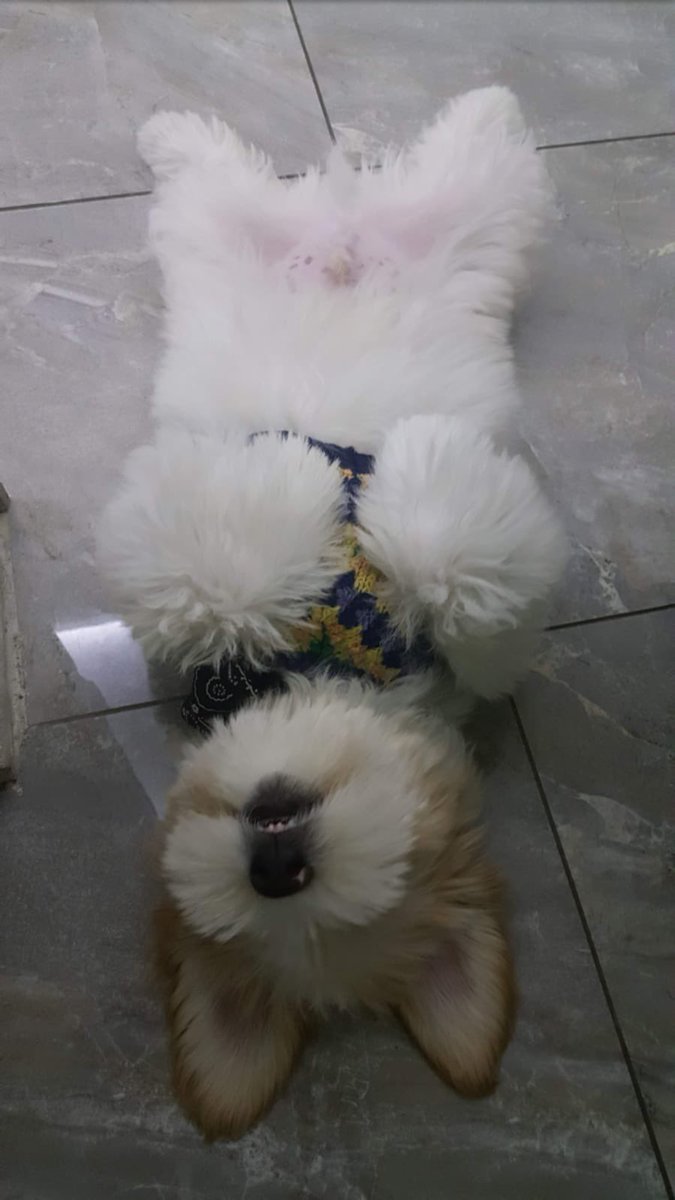 Bizim oğlumuz da gelen hırsız onunla top oynasın diye böyle bekler ya da acaba kafamızı mı sever göbüşümüzü mü sever diye ikinci fotoğraftaki gibi yatar. Bir de anne kadınla abla kadın diye iki koruyucusu var, hem ona hem de sokaktaki kardeşlerine YAKLAŞANI MAHVEDERLER