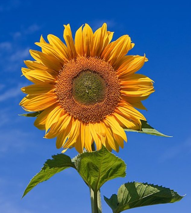 My daughter spent 3 hellish  years in Mental health units age 13-16, all were private nhs funded. Misdiagnosed with EUPD at 15. Autism diagnosed at 19.
It’s been 7 long years but she finally had EUPD dropped from diagnosis today age 22. Never give up pushing for re diagnosis!