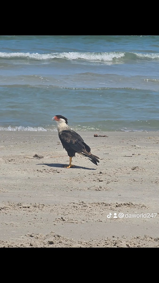 flyguy70's tweet photo. Malaquite beach cc, tx https://t.co/jBODOCAMk0