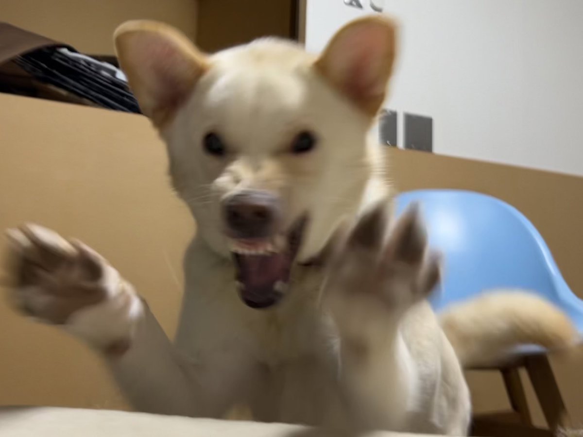 wwwoainiiii's tweet photo. 4万円の犬です　名前はメンチです https://t.co/75UiGNtwYx