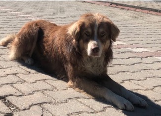 Hallo ihr Lieben! Da es hier auf Twitter etwas schwierig ist lange &amp; komplexe Themen zu beschreiben, haben wir euch auf unserer Homepage die wichtigsten Infos zum NEUEN GESETZ IN DER TÜRKEI und zu UNSEREN PLÄNEN auf der Homepage einen Artikel eingestellt.

tarogermany.de/aktuelles/neue…