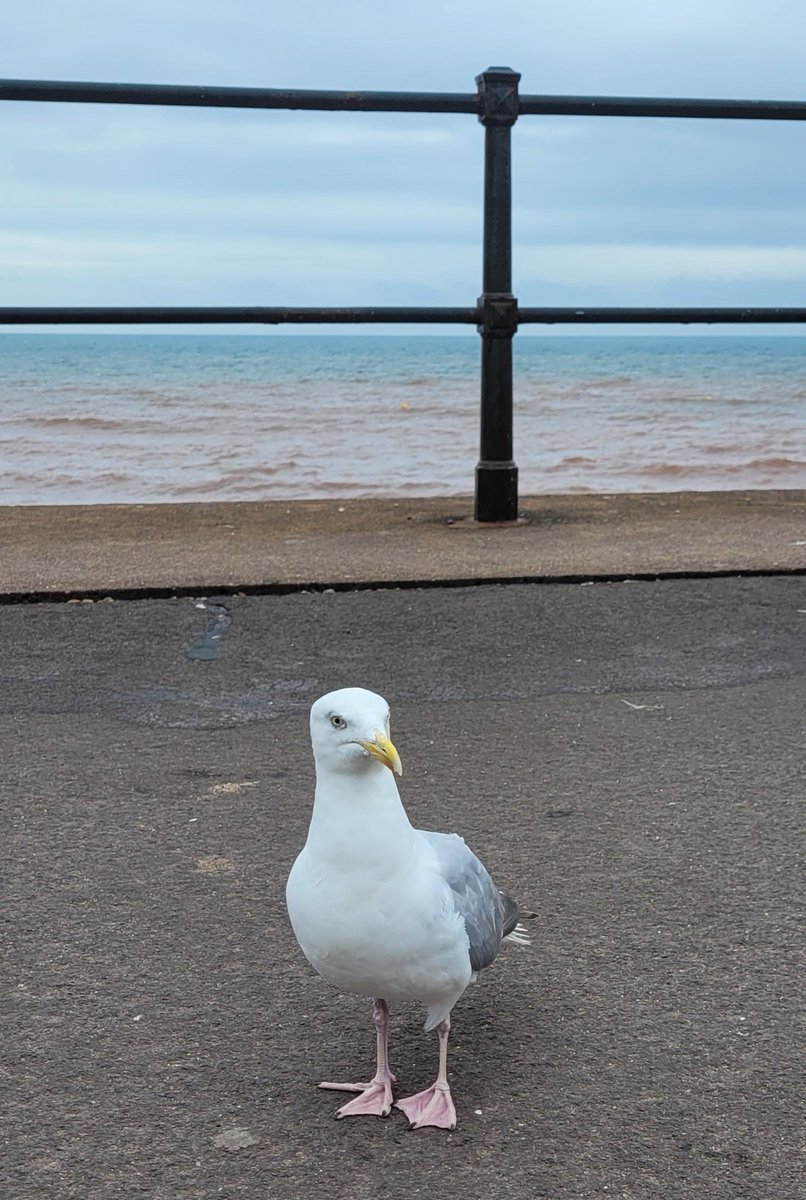 Damian_Quinn666's tweet image. And of course the morris dancers. Particularly the Gothic ones were certainly entertaining despite the inclement weather. 
🎻🎶🎩🍺
#folkweek #sidmouth #beltanebordermorris