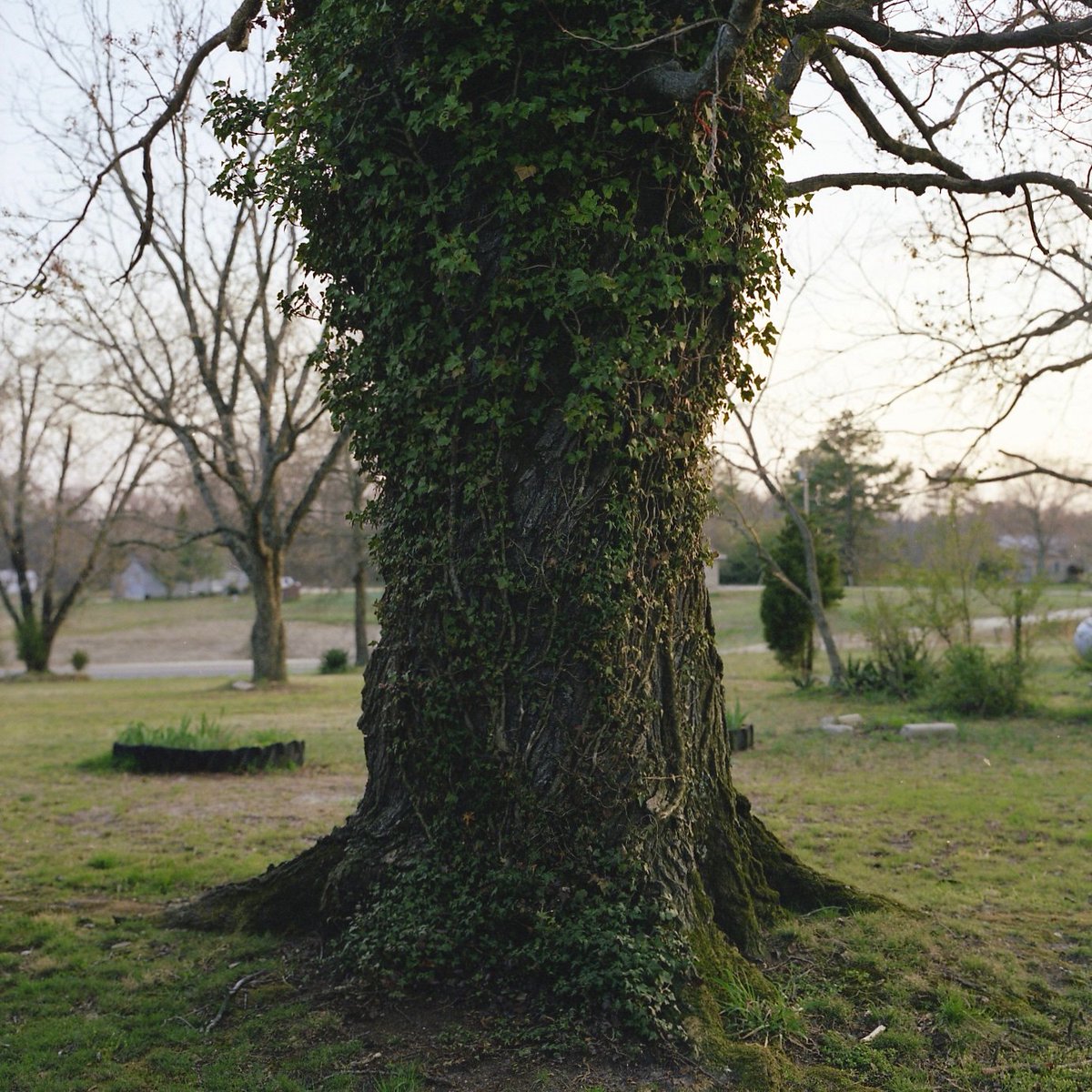 anonymousbart's tweet image. Here’s a photo from a series I did documenting my mother’s sister’s family in North Carolina, USA. 

Family Tree, 2004
C-print
18 x 18 inches
From the series Family Tobacco

#winnipegartist #northcarolina #winnipeg #art #wpgart #wpgartist #photography #americanart #canadianartist