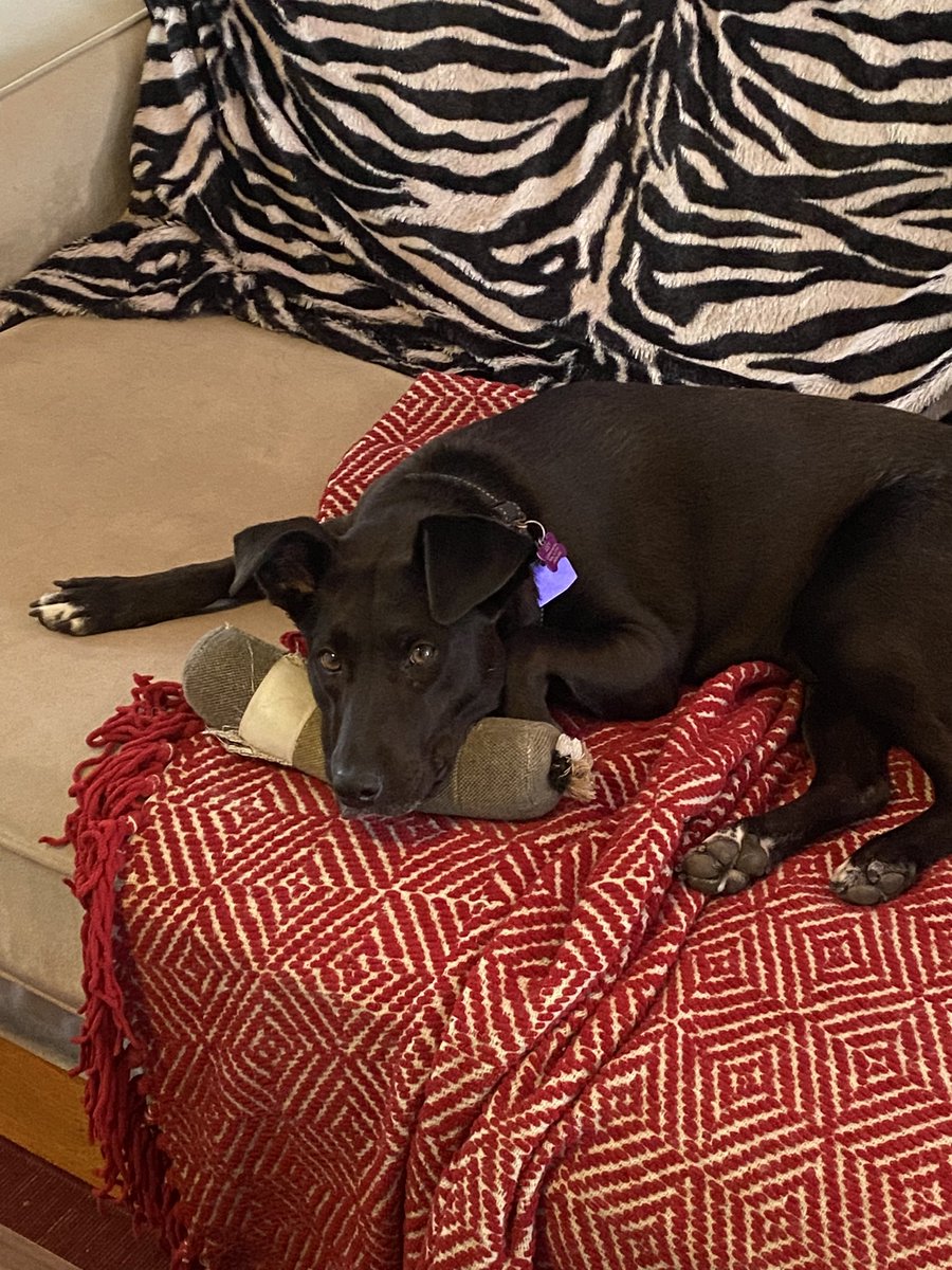 Yes I am a childless white woman in my late 30s and yes my dog is my entire life