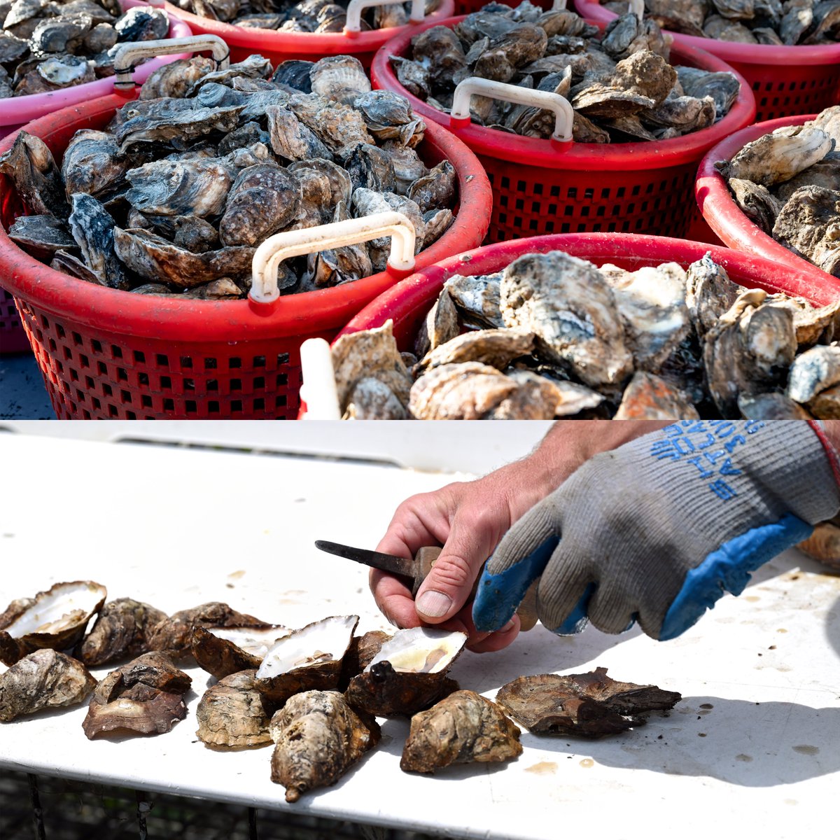Happy #NationalOysterDay! 🦪 Whether you enjoy them raw, grilled, or fried, remember to celebrate by supporting local watermen and aquaculture growers!
Watch and learn how to prepare, shuck, and enjoy oysters at home: bit.ly/3WtjjEa
#VirginiaIsForOysterLovers