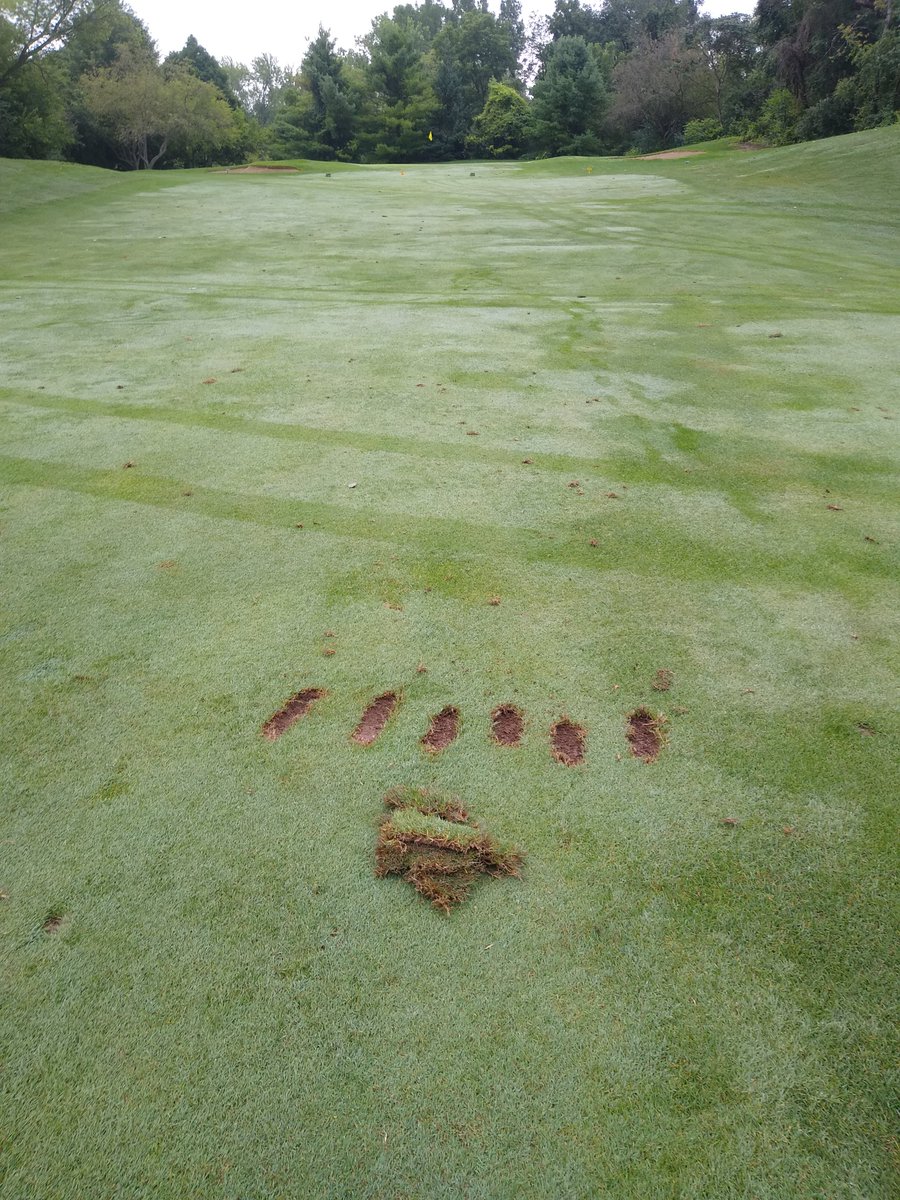 Welcome to my driving range with greens, to me this is now #golfIS  if only there were organizations that could teach etiquette......but alas