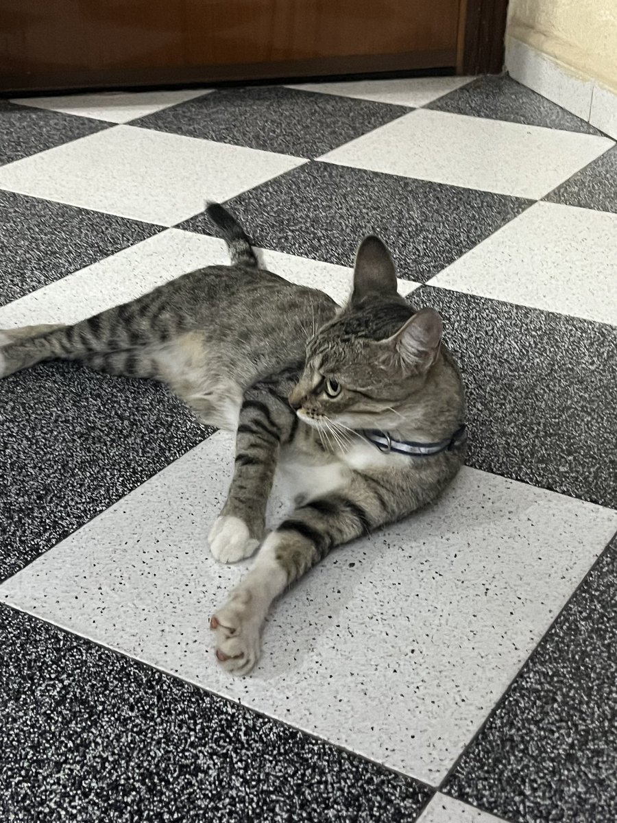 ¡¡urgente!!

gata encontrada en la zona de la granja justamente en la plaza ubrique. tiene un collar azul y gris. si alguien sabe algo que me contacte porfi ❤️