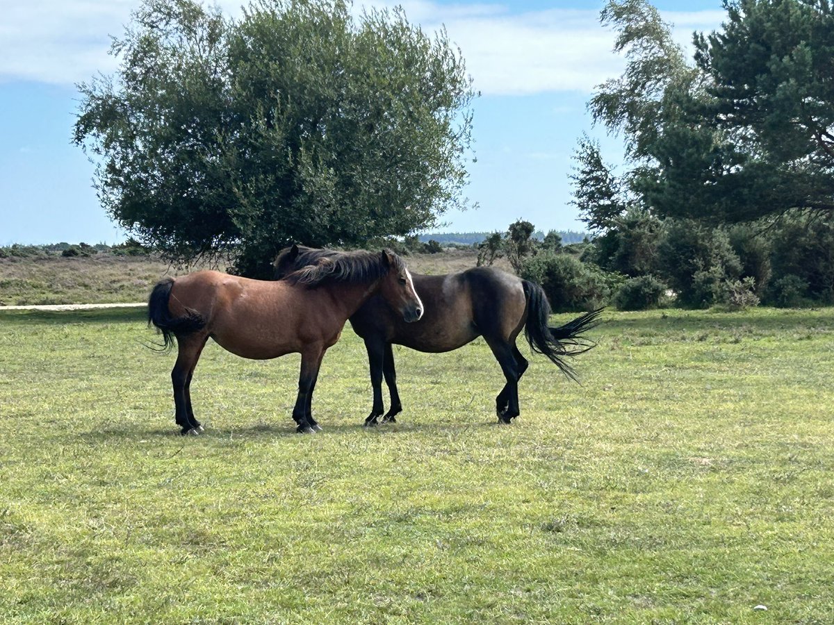Haven’t been to #Beaulieu #ButlersHard since 2016. So picturesque. Love #NewForest #Ponies 🥰