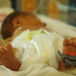 embryo project tweet media