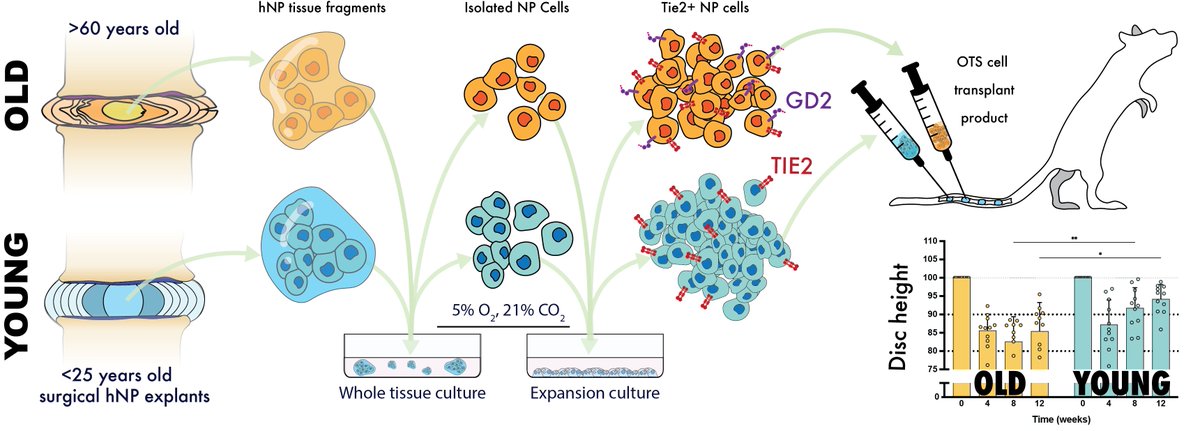 New <a href="/LabSakai/">Sakai Disc Lab</a> study alert! 🚨 

Our latest research in <a href="/IJMS_MDPI/">IJMS MDPI</a>  reveals key insights into the regenerative potential of Tie2+ NP progenitor cells (NPPCs) from young vs. older donors.