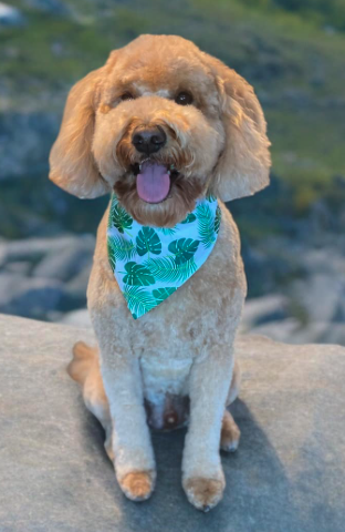 NYUDocs's tweet photo. This is Tucker from Ohio. Pets and Your Health is LIVE. @fadams is taking all your questions about your furry friends for @DrErnieWard who is our #vetoncall Phone lines are open at 877-698-3627! https://t.co/vuGRUcZrG6 https://t.co/7HG6gFBcKZ