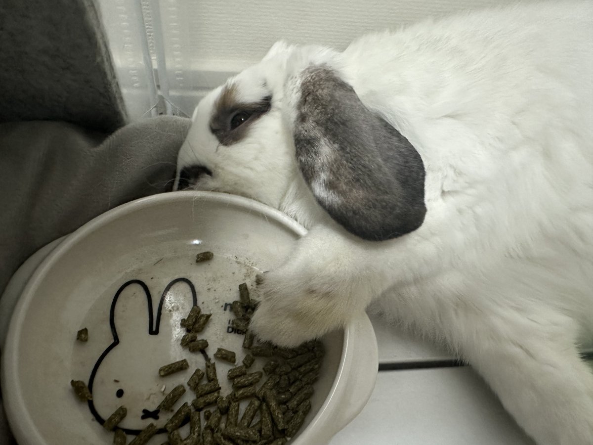tororothebunny's tweet photo. お腹いっぱいにて爆睡
寝てもなお、ご飯にしがみつくトロロさん https://t.co/A8SkbqnF68