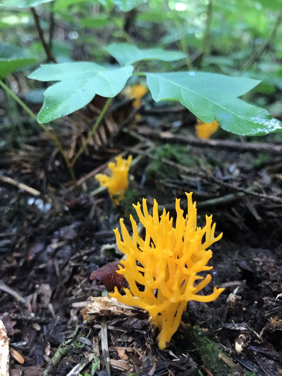ｺﾝﾆﾁﾊ ﾆｶﾜﾎｳｷｻﾝ。