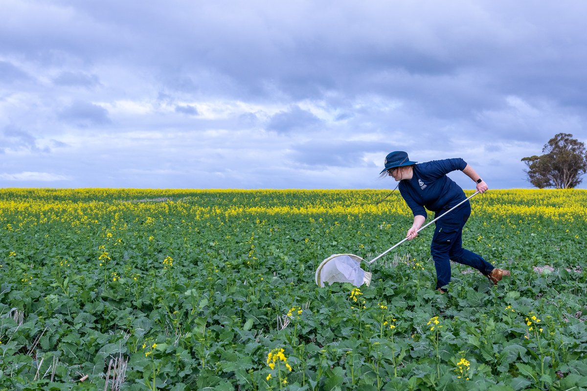 AmberB_C's tweet image. #AskTwitter Do you use the DBM control thresholds of avg. 🐛number in 5 lots of 10 sweeps per canola growth stage? Wanting to understand why some growers have sprayed with low sweep numbers and some agros saying sweep thresholds are outdated. Thanks!