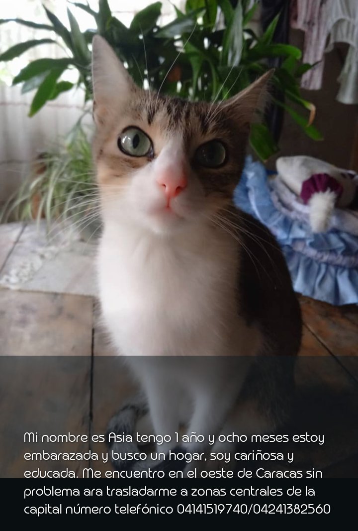 PerroUsuario's tweet photo. En adopción responsable RP @EnyerHerna96673: https://t.co/KVHNvoDL5E