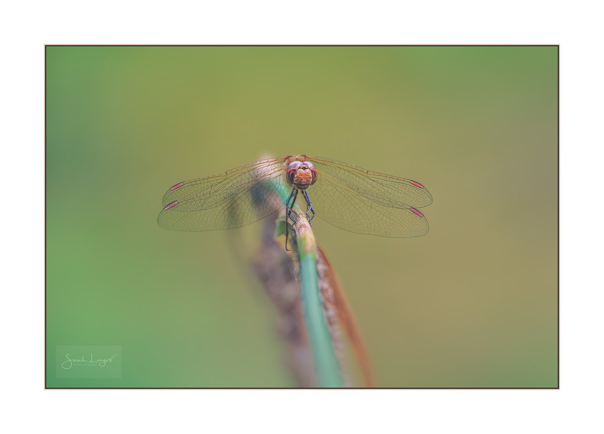 MiradorDesign's tweet photo. Head On With A Hunter #Sharemondays2024 #fsprintmonday #BBCWildlifePOTD
Good to see more #dragonflies on the wing lately! This #CommonDarter was happy to just sit on his perch while I took photos from many angles. This was my favourite pose! #nature #wildlife #odonata #insects https://t.co/xYlaBsiH6X