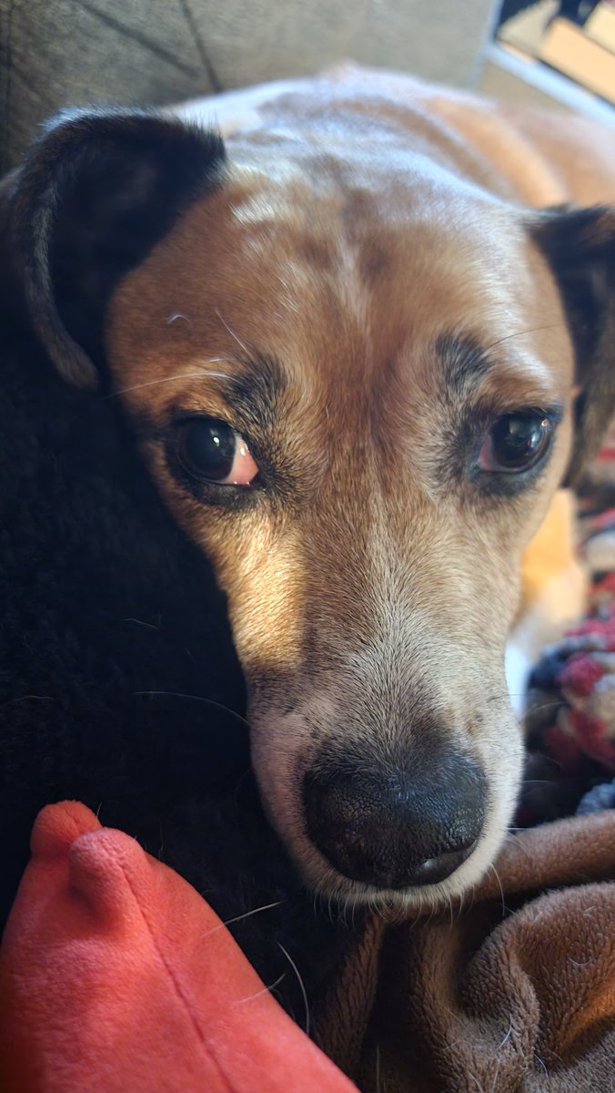 Hafatam1's tweet photo. Mommy is worried cause I am limping so I have been fed people food and I am laying on a bed of blankets. Mom might not agree but I should do this more often!
#konani #poorpupper #worriedmomma #gettingolder #sheisindenial @KrimsonRogue https://t.co/W3RT3PnpEc