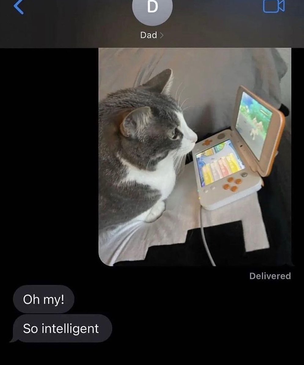 Punch Cat tweet media