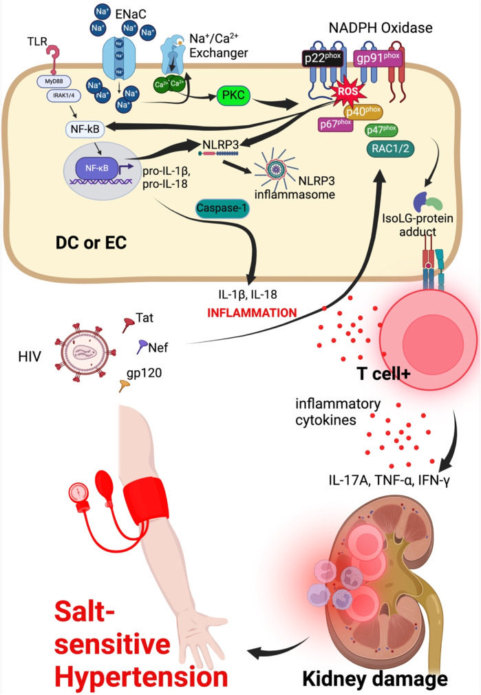 annetkiraboc1's tweet photo. Our paper on #HighSalt intake & endothelial glycocalyx shedding in #HIV #Hypertension published in @FrontCellDevBio is now in pubmed @PubTrend 👇🏿
https://t.co/VQYnBdEmTs
Great work 1st author @sepiso_masenga @vuglobalhealth @MUSOMHS https://t.co/G6RCoI2cSJ