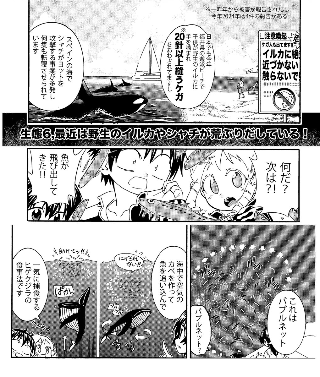 【おととしから福井県の海水浴場でイルカに噛みつかれる被害があるようなのでイルカさんやクジラのお話載せます】(3/4)
シャチは生息域によって生態が違い、3種いるのでは?と研究者の間で今めちゃくちゃ盛り上がってます 
あとクジラはでかいです
 #生還図鑑 