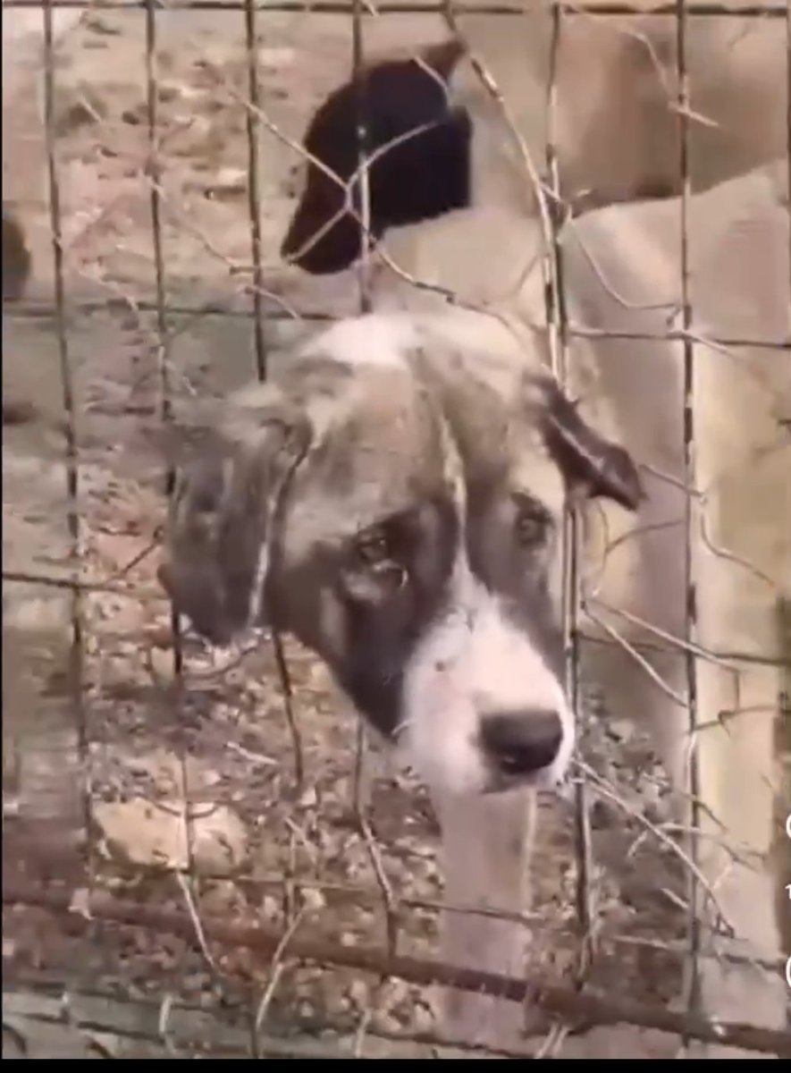 PhaedraXTeddy's tweet photo. 🇹🇷#Dogpound vs #TraditionalTurkey, coexisting and interacting peacefully.
See video below of several dogpounds across #Turkiye 🇹🇷 https://t.co/55fWQw1vWW