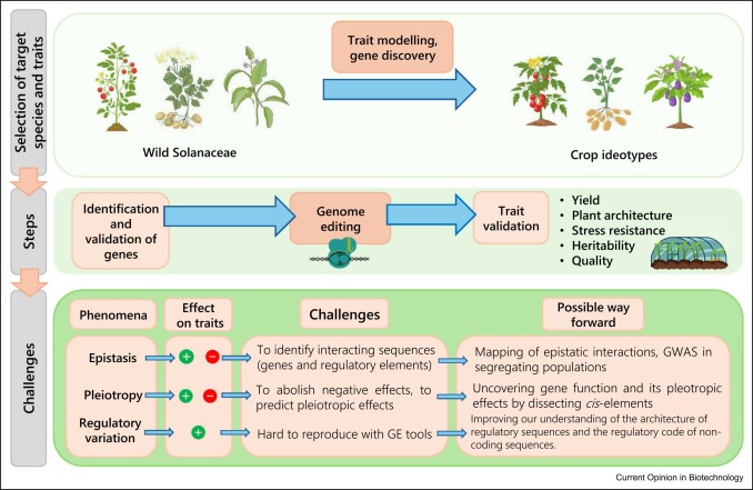 Just out! We review the latest advances and challenges for de novo domestication in the Solanaceae:

doi.org/10.1016/j.copb…