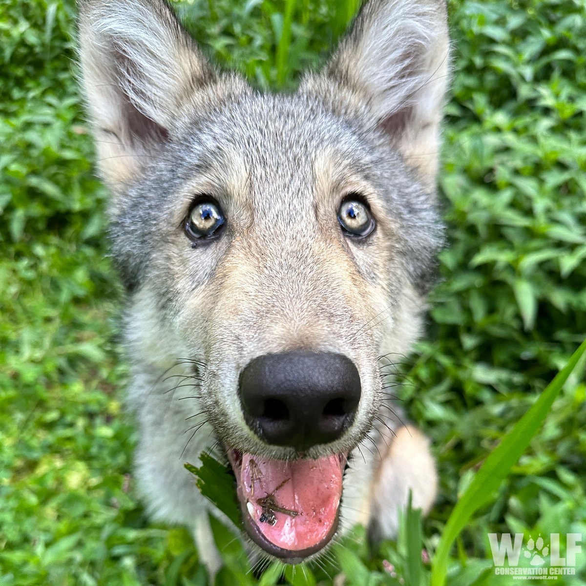 Wolf Conservation Center 🐺 tweet media