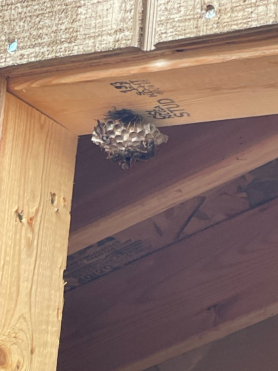 controversial desert pupfish tweet media