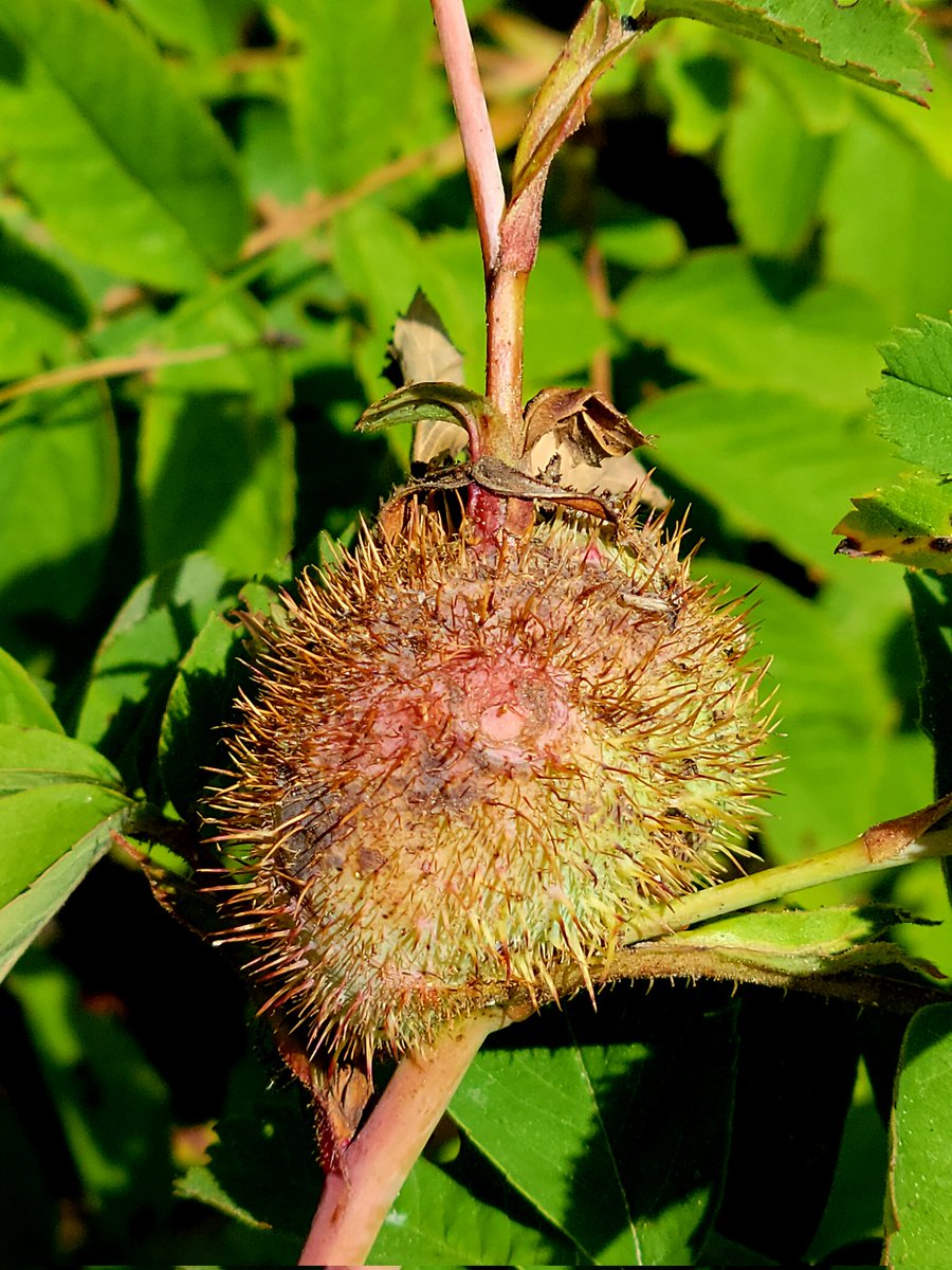 seraphipoudrier's tweet photo. Nouvelles galles de l'année pour la fin du #BioBlitzCNC.
New #galls of the year at the end of the #NCCBioBlitz.
#BigBackyardBioBlitz au sentier Pine Point Rapids #Whiteshell #Manitoba. 
IDs of @gallformers on photos. https://t.co/7GUUWNzlkv