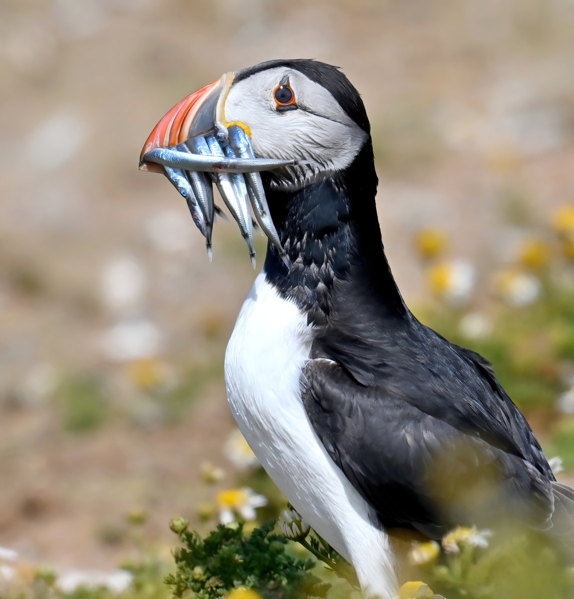 Carl Bovis tweet media