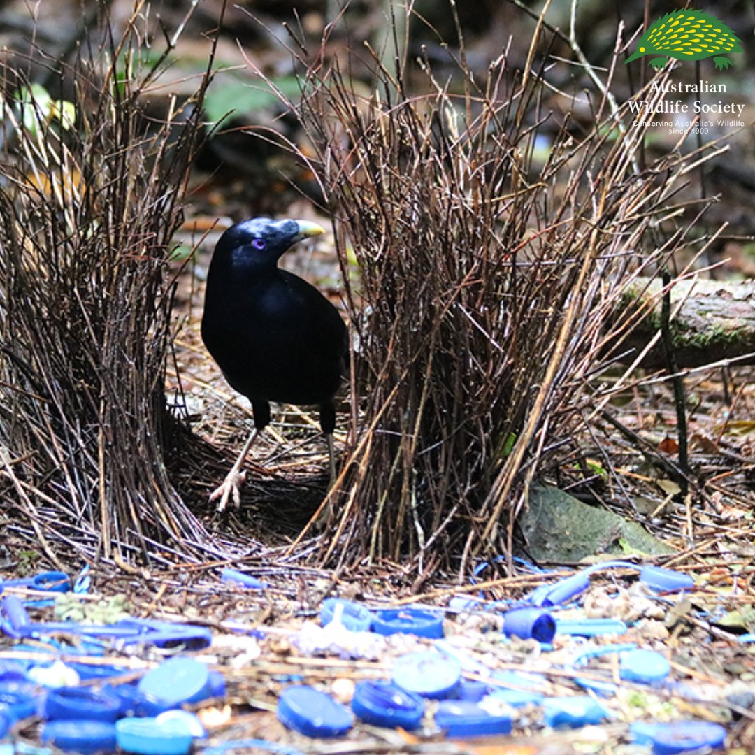 Share your video or photos of snipping through a plastic ring, rubber band, or hair tie before disposing of it. Be sure to use the hashtag #snipringsforwildlife to spread the word! ✂️ 👍 
aws.org.au/snip-rings-for…

#AustralianWildlifeSociety #WildlifeConservation