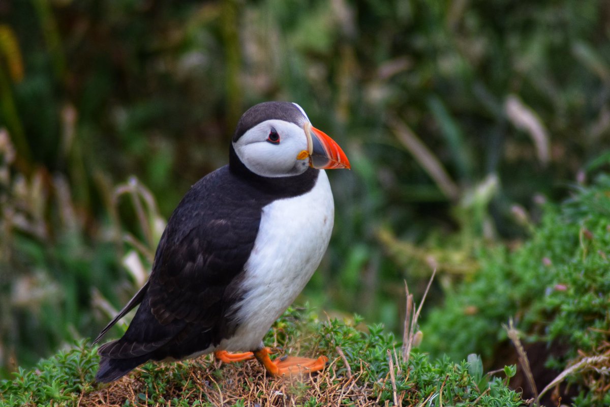 BecBirchall's tweet photo. Puffins, Skomer Island 24/07 https://t.co/Y6EFob5OyJ