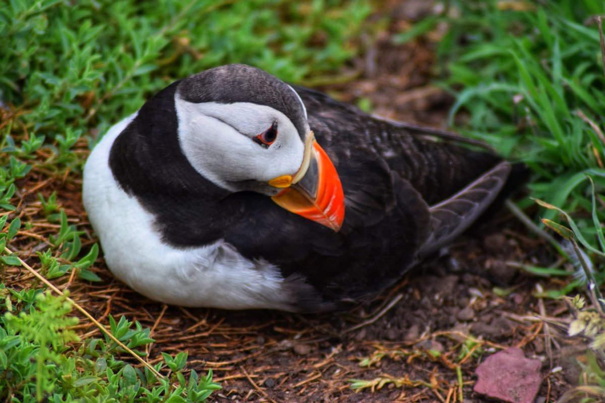 BecBirchall's tweet photo. Puffins, Skomer Island 24/07 https://t.co/Y6EFob5OyJ