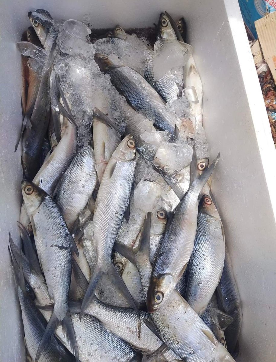 asronismae12's tweet photo. Senin (20/05/24), Asroni EA, Luhkan Kab Penajam Paser Utara, 
di Pokdakan Mattirotasi Ds Babulu Laut, mendampingi Panen parsial Bandeng, tradisional, sebanyak 95 kg, 
luas tambak 2,2 ha, harga 13.000/kg

#GiatLuhkanSatminkalTegal #KabPenajamPaserUtara #Panen https://t.co/I4OGh0tuCz