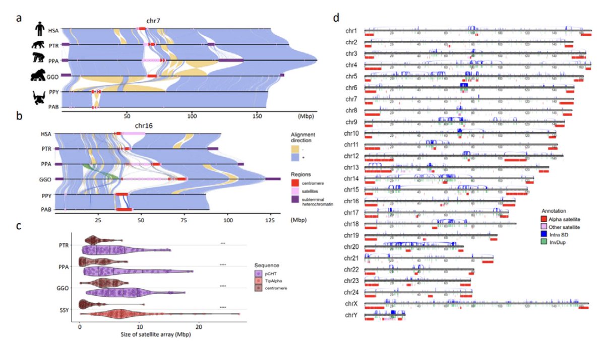 Haplotype-resolved 6 great ape genomes using <a href="/PacBio/">PacBio</a> WGS + Iso-Seq for genome annotation. 215 gapless T2T chromosomes. Comparative analysis show higher divergence in centromere, telomere, aceocentric, SDs, 5- to 15-fold difference. ~40-45% of gorilla &amp; orangutan genomes are