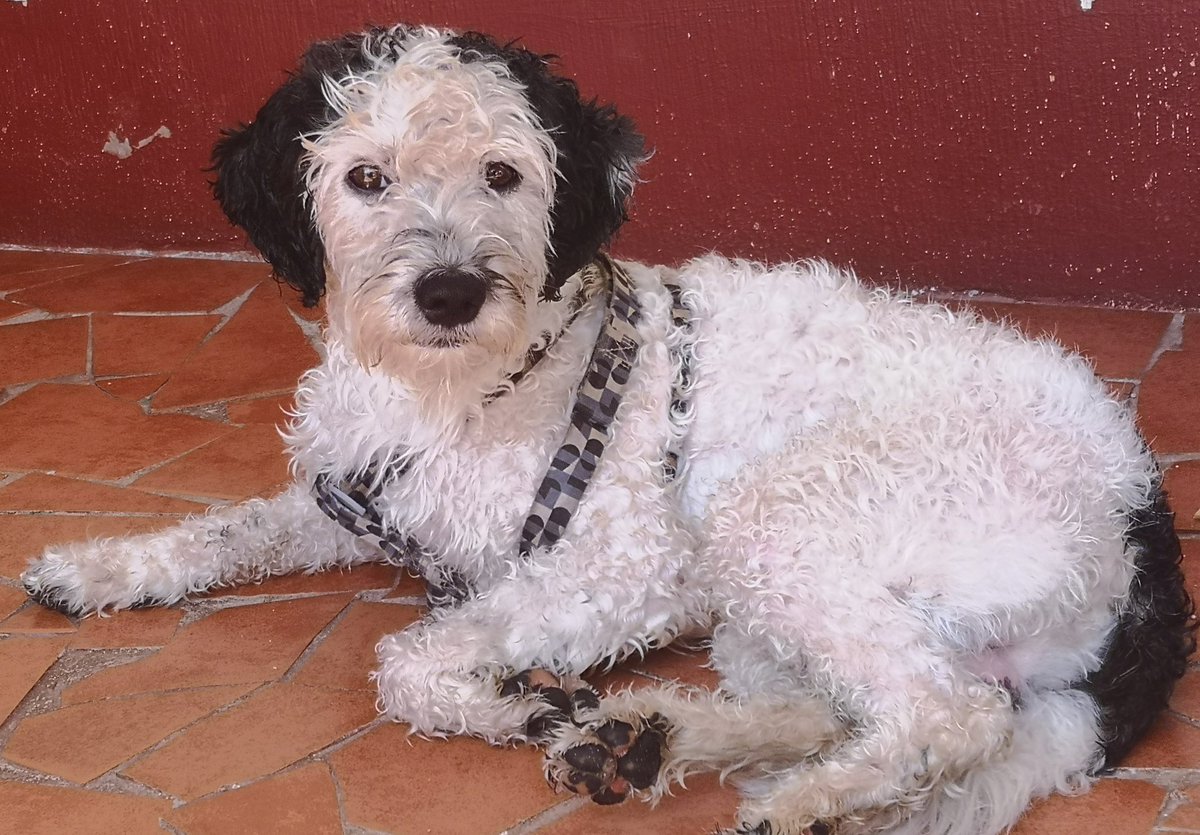 La fuerza tiene que ser profunda como para que Toby, visite Guatemala a través del tapón del Darién desde VZLA, saludos y que el mismo factor que te expulsó te acompañe