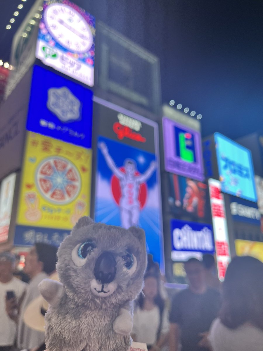 MissORoddick's tweet photo. @DonnaMarie0307 Kody the Koala loved his first trip to Japan! 🇯🇵 https://t.co/AZPyX4Lbrf