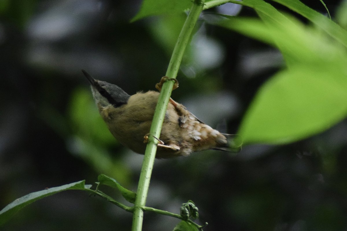 BecBirchall's tweet photo. Nuthatches, Taylor Park, St Helens https://t.co/sO1XX0nCd1