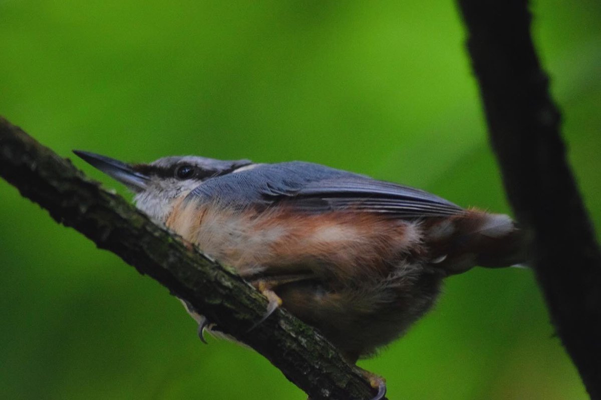 BecBirchall's tweet photo. Nuthatches, Taylor Park, St Helens https://t.co/sO1XX0nCd1