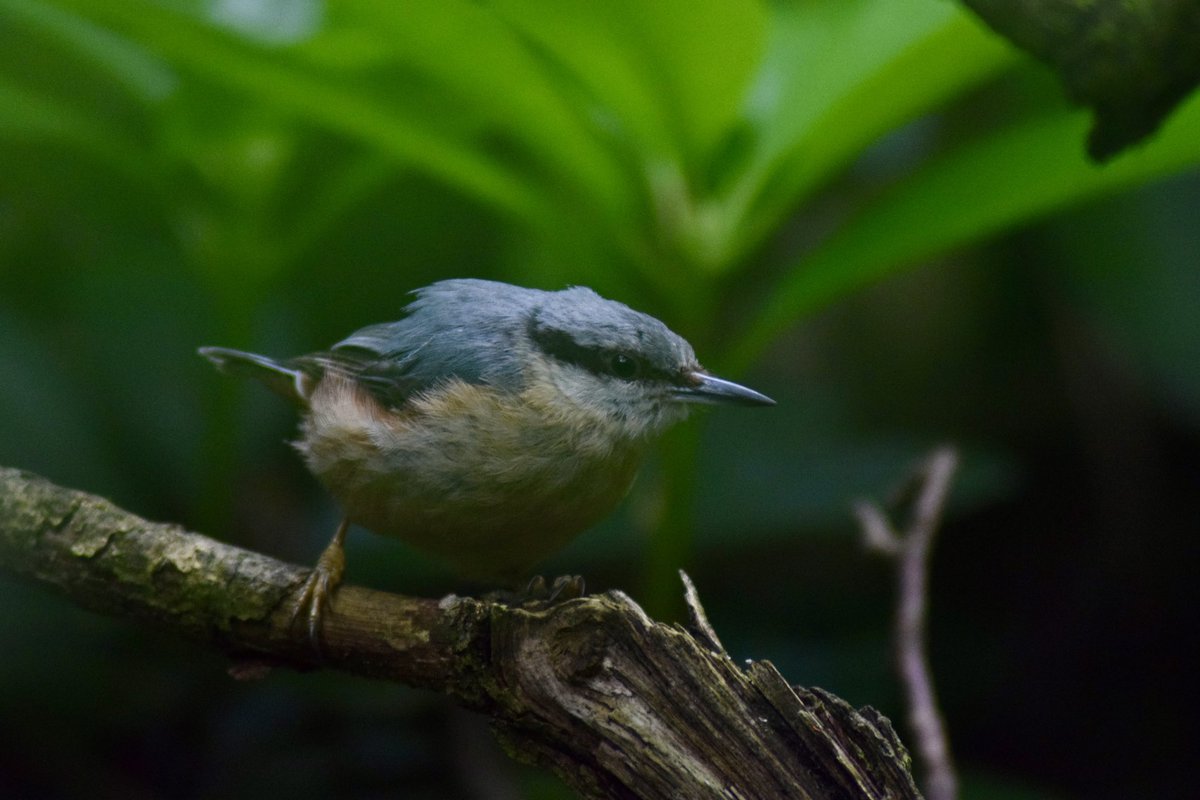BecBirchall's tweet photo. Nuthatches, Taylor Park, St Helens https://t.co/sO1XX0nCd1