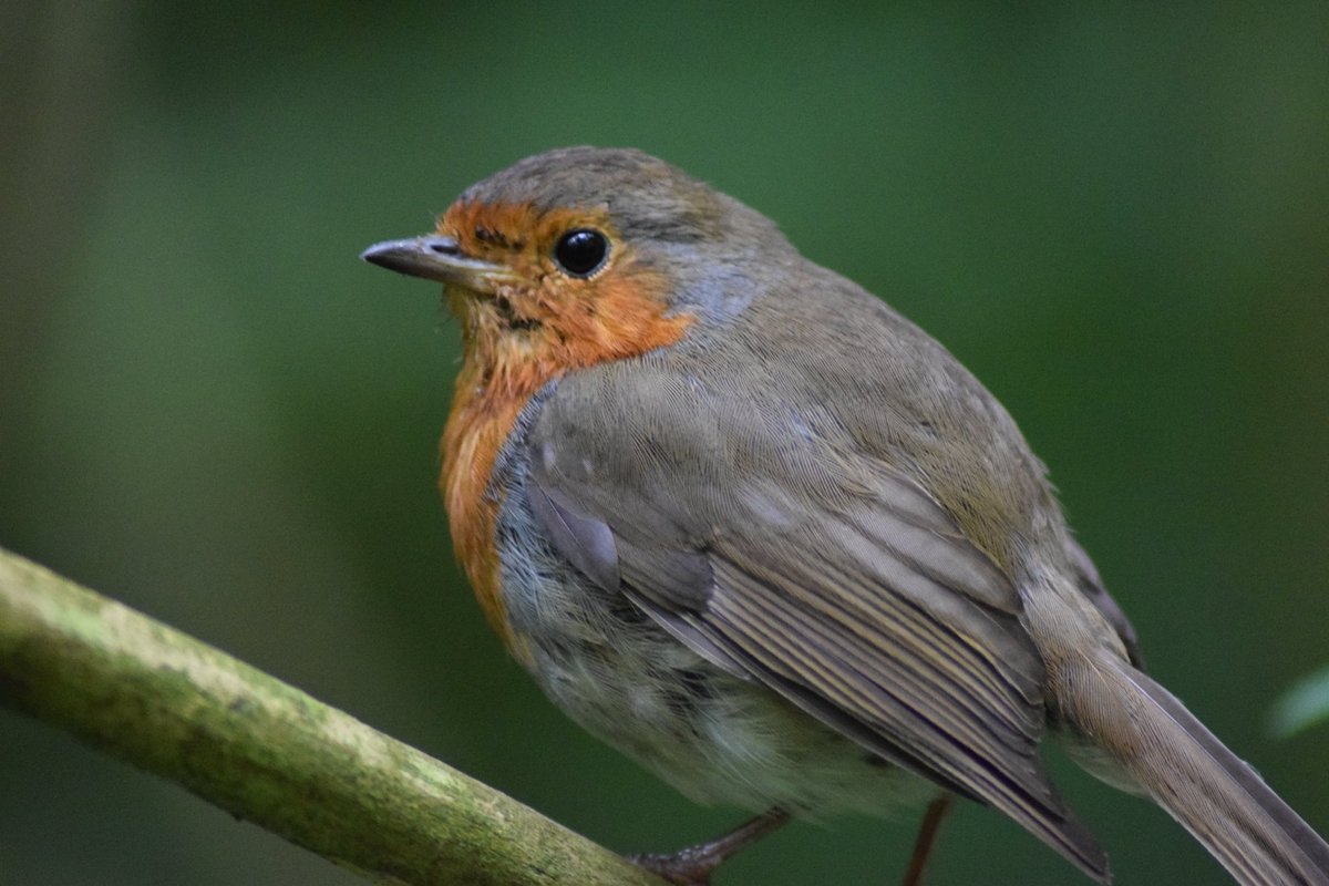 BecBirchall's tweet photo. Robin, Taylor Park, St Helens https://t.co/jnocsxt7Fs
