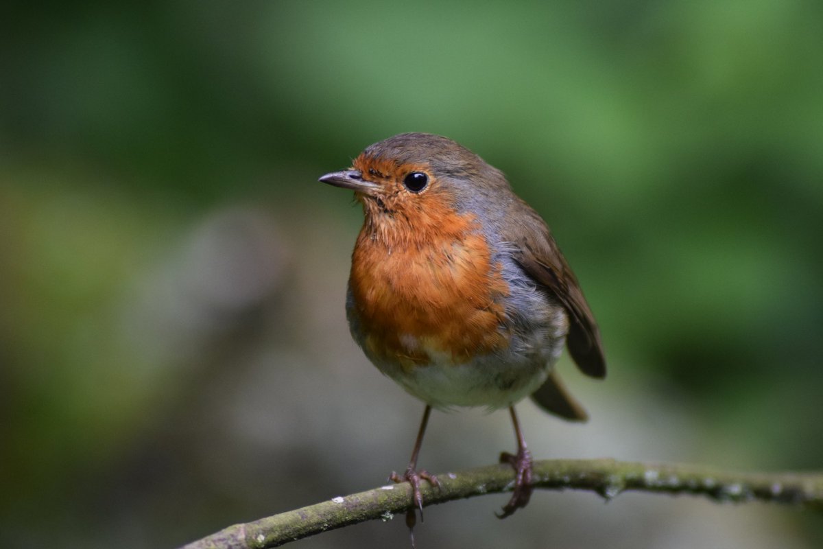 BecBirchall's tweet photo. Robin, Taylor Park, St Helens https://t.co/jnocsxt7Fs