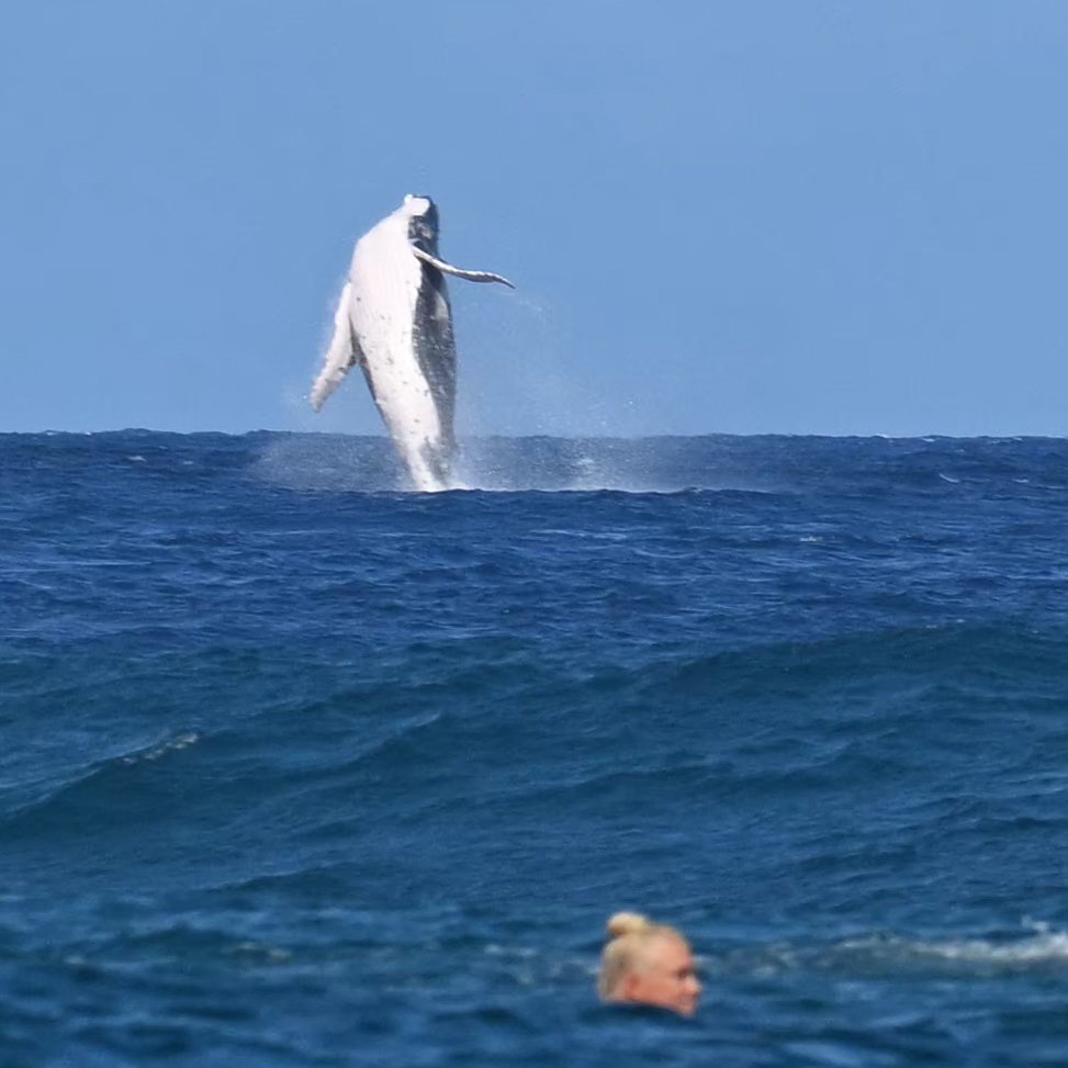 dibradoras's tweet image. QUE FOTÃO!!! 🐋🏄🏼‍♀️

📸 Jerome Brouillet/COB