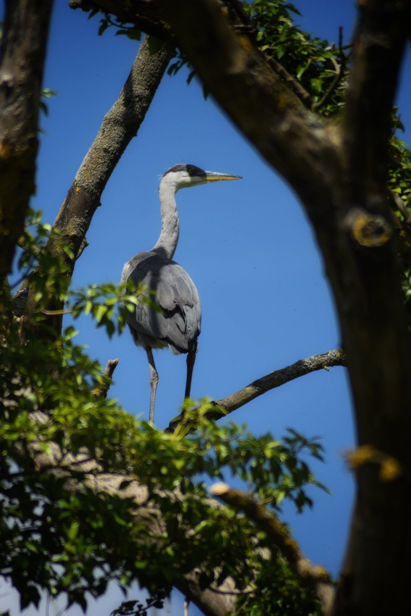 BecBirchall's tweet photo. Grey Heron, RSPB Burton Mere https://t.co/z5aq27FZAR