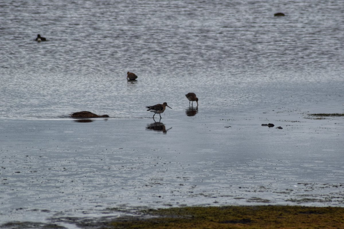 BecBirchall's tweet photo. Godwits, Lunt Meadows https://t.co/4BTYRossZ6