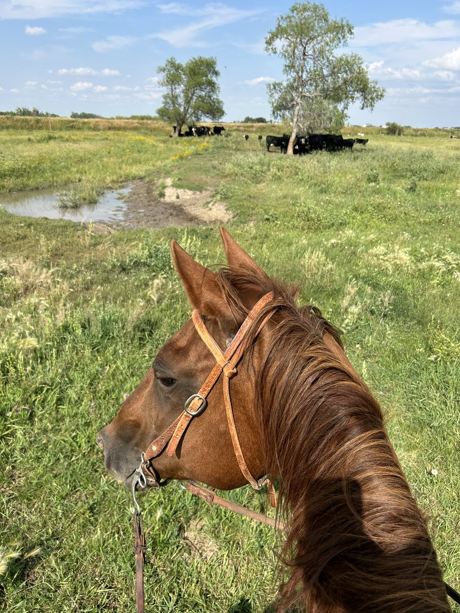 Jason Hale (@jasonhaleab) on Twitter photo Finally got to ride and check some cows on my new horse. <a href="/AlbertaAg/">Alberta Agriculture and Irrigation</a> #theycallherfancy #ranchin Finally got to ride and check some cows on my new horse. <a href="/AlbertaAg/">Alberta Agriculture and Irrigation</a> #theycallherfancy #ranchin