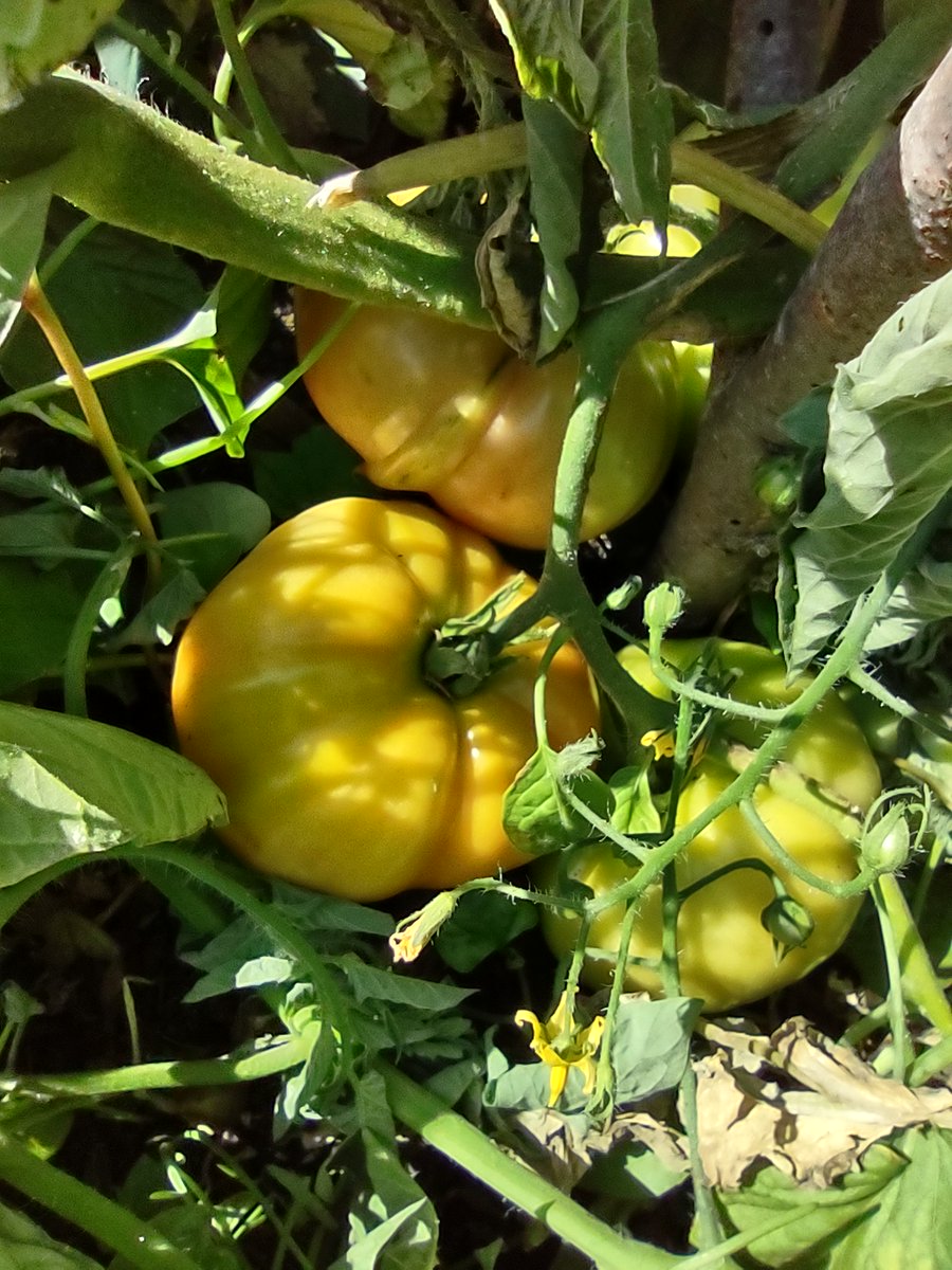 AlamedaUc's tweet photo. Look at these beautiful tomatoes! 🍅🍅
Thanks to our partnership w/ UC Master Gardeners, @AlamedaMG &amp; @CoCoMGUC, @AlamedaUc donated 25 tomato plants to seniors at @mercyhousing, Kent Gardens in San Leandro. Several tomatoes have been harvested &amp; so many more will be ready soon! https://t.co/nf62WHCuqg