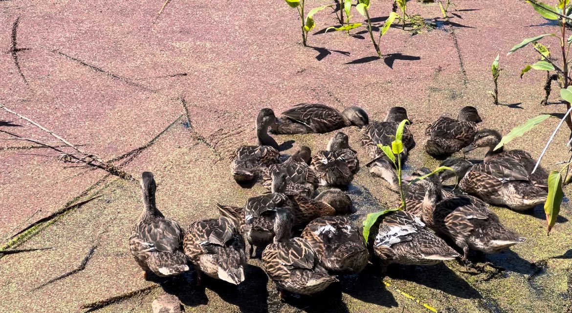 SBWildlifeCare's tweet photo. We were joined by reporter Patricia Martellotti of KEYT News for a release of 17 Mallards. Watch the full story tonight at 5pm on KEYT News here:
https://t.co/gerRdyCr2R
#keyt #news #mallards #ducks #animals #wildlife #sbwcn #santabarbara
@PMKEYT https://t.co/adZvhp5Eev