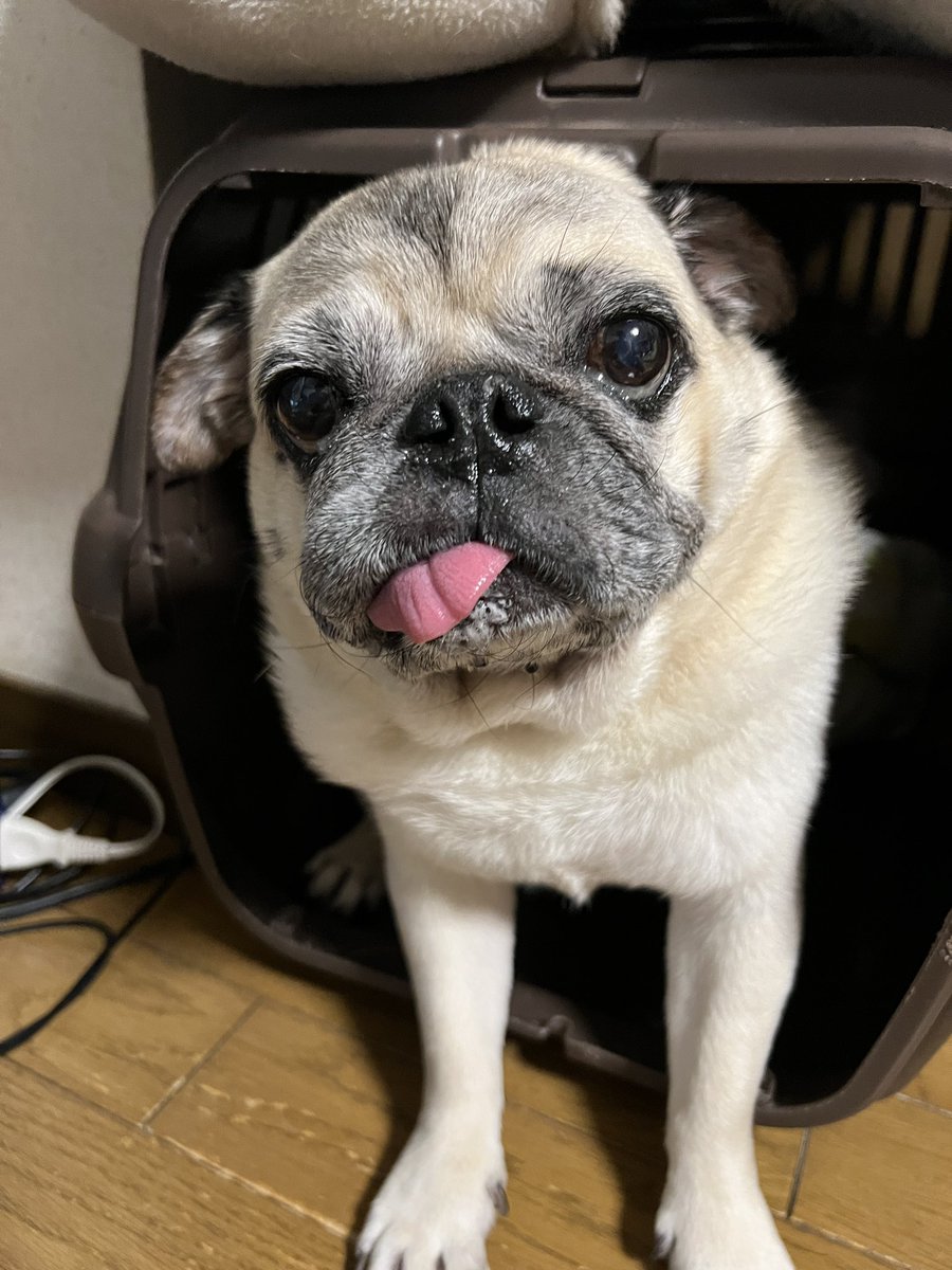 chibiko_59's tweet image. 今朝のごはん待て🫷
#パグ
#火曜日 
#WorldWideWebの日